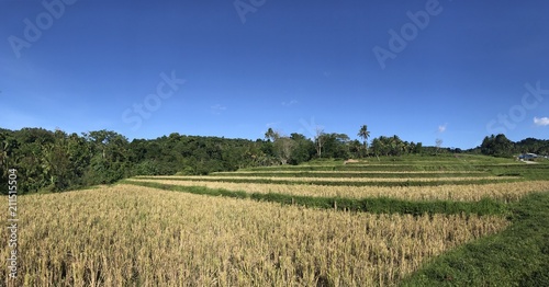 Rice terraces with palm trees on Bohol  Philippines