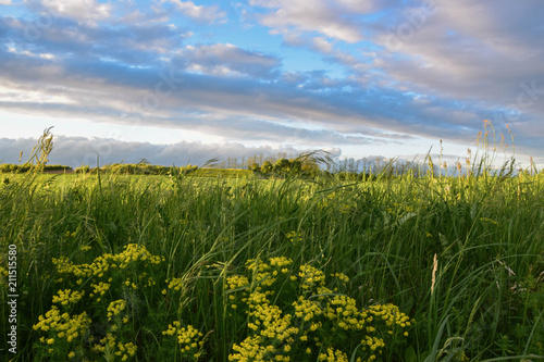 Green and yellow field with blue sky