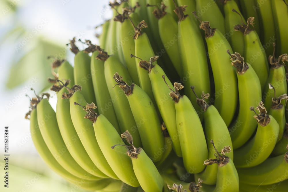 Close-up to the bunch of green bananas on a tree