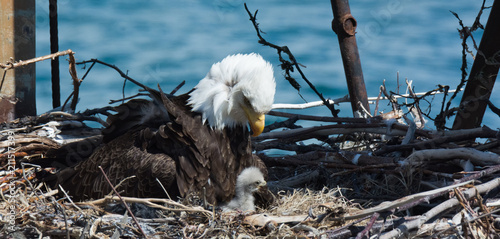 Mom and baby Bald Eagle © latitude59