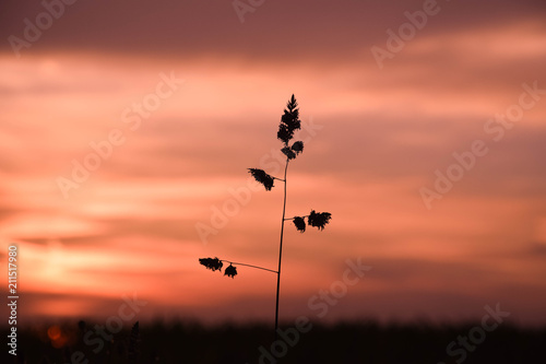 Silhoutte of a plant at the evening sky