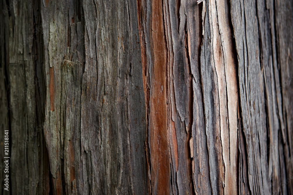 écorce d'arbre écorce d'arbre