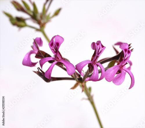 Fototapeta Naklejka Na Ścianę i Meble -  Kapland-Pelargonie, Umckaloabo, Pelargonium, reniforme,