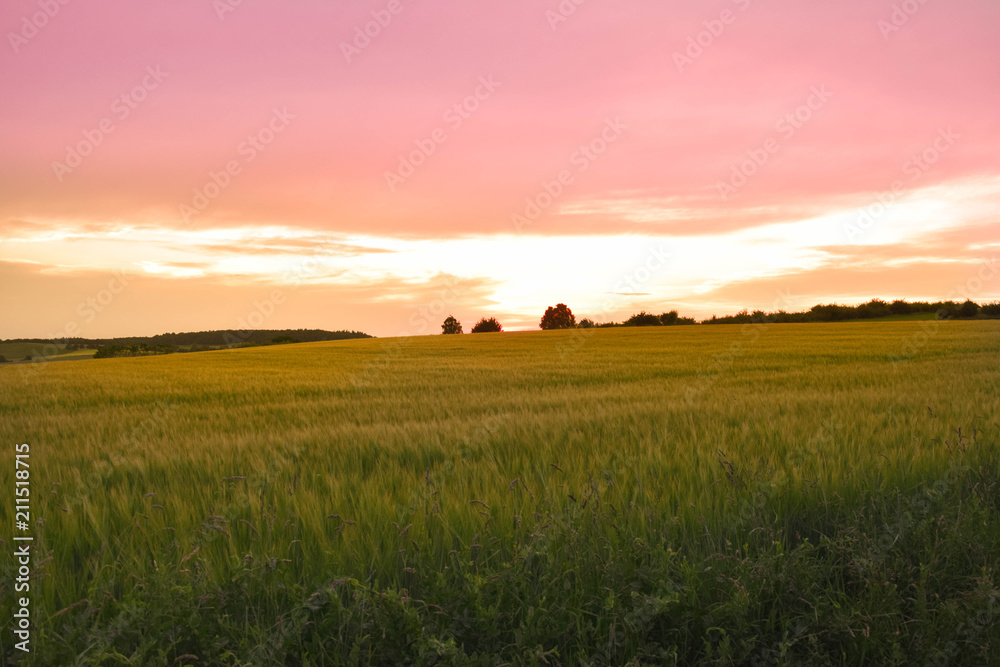Wheat Field at the evening