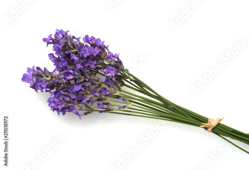 Lavendel  Lavendula  angustifolia  Heilpflanze