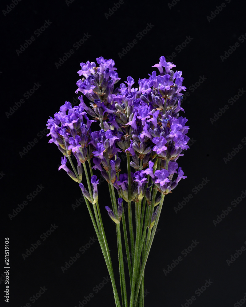 Fototapeta premium Lavendel, Lavendula, angustifolia, Heilpflanze