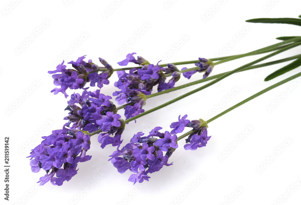 Lavendel, Lavendula, angustifolia, Heilpflanze Lavendel, Lavendula, angustifolia, Heilpflanze