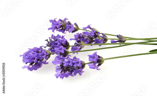 Lavendel  Lavendula  angustifolia  Heilpflanze
