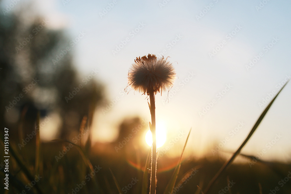Field flower on green meadow in spring evening sunset hour