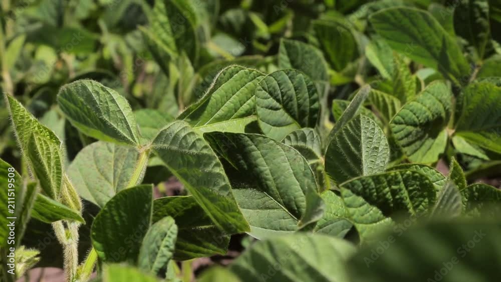Soybean field.Close-up of soybean leaves. Only sprouted soybeans in the field with green leaves. Background Soybean field.Close-up of soybean leaves. Only sprouted soybeans in the field with green leaves. Background