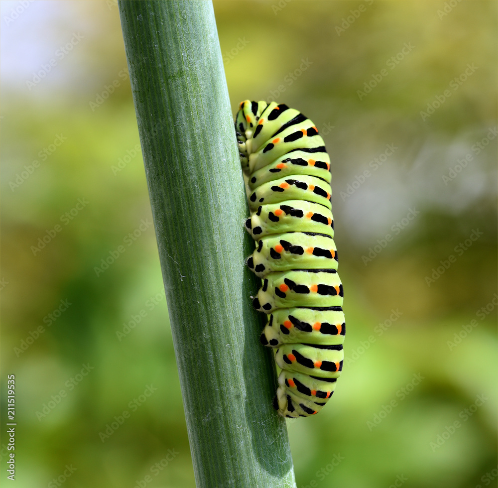 Naklejka premium Raupe, Schwalbenschwanz, Papilio, machaon,