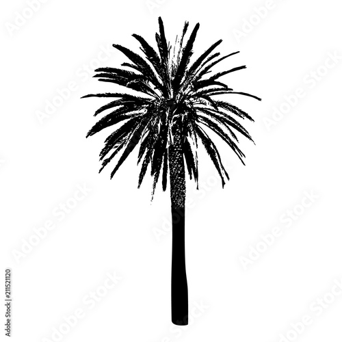 Silhouette of a palm tree. Black on white background.