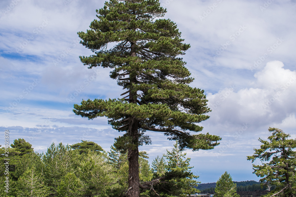 Fototapeta premium tree