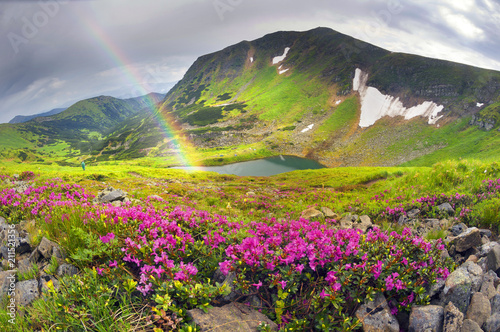 Rhododendrons on Chernogor about Goverly