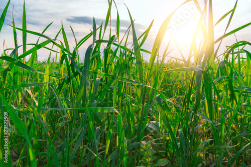 Real fresh green grass blackgroud with sun shines. Plants grows. photo