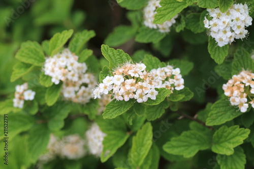 Fotografie Geranium eriostemon var. reinii in Ibuki mountain, Japan