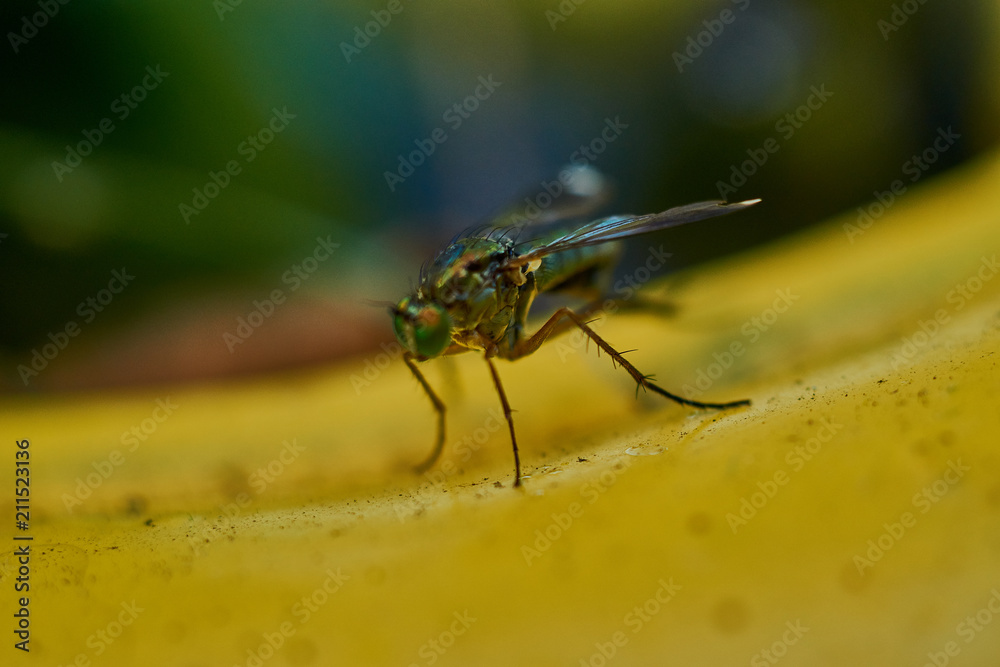 Fototapeta premium Fliege Nahaufnahme
