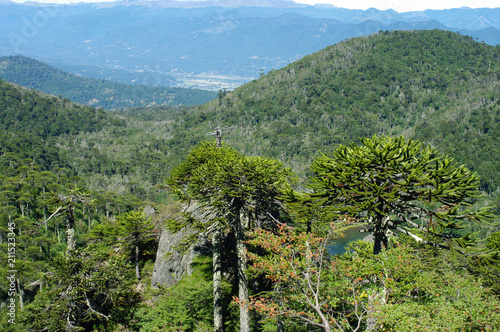Araucarias du Chili - 2 photo