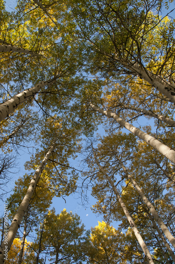 Obraz premium Fall Aspens and Moon