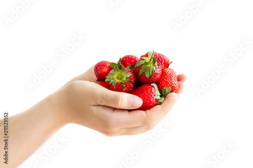women's hands holding a large handful of ripe strawberries