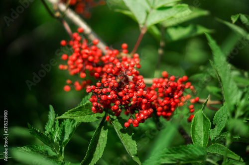 Elderberry red on a background of green foliage