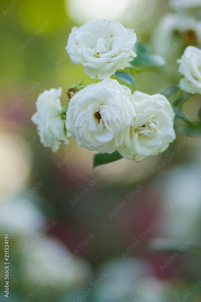 Blooming white rose on blurred background, beautiful white rose on a green background, blank for cards, holiday bouquet, spring pattern for the designer, copy space Blooming white rose on blurred background, beautiful white rose on a green background, blank for cards, holiday bouquet, spring pattern for the designer, copy space