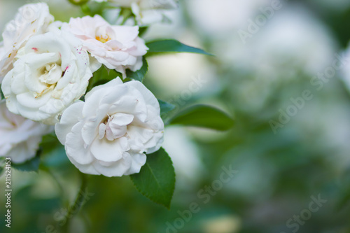 Blooming white rose on blurred background, beautiful white rose on a green background, blank for cards, holiday bouquet, spring pattern for the designer, copy space