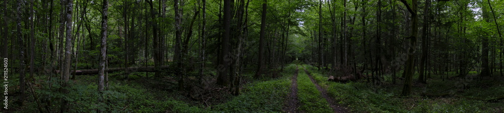 Forest ground road in sumer panorama Forest ground road in sumer panorama