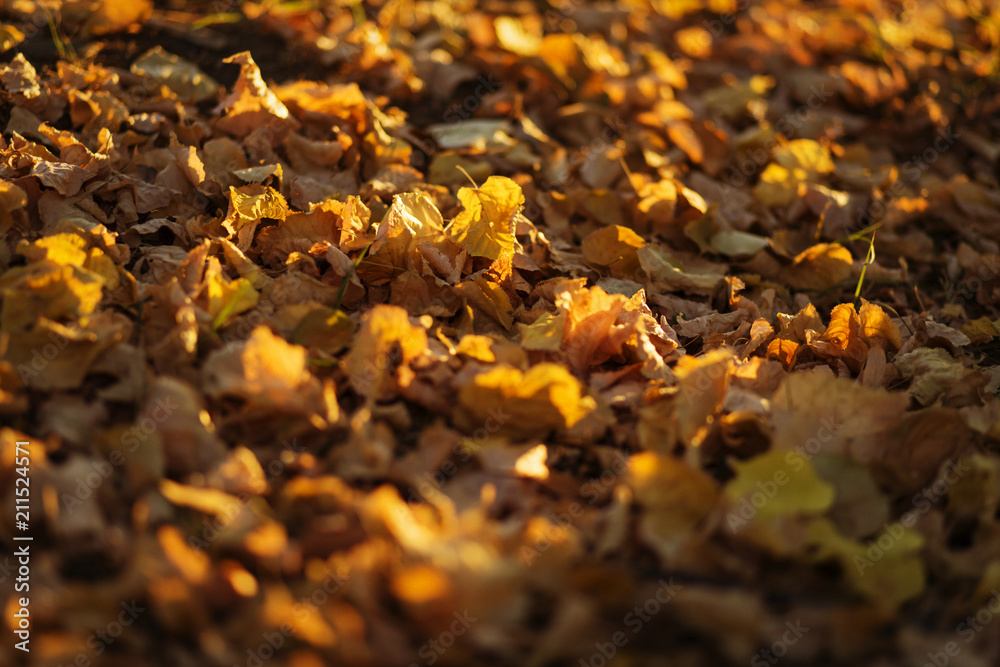 yellow leaves in the morning sun yellow leaves in the morning sun