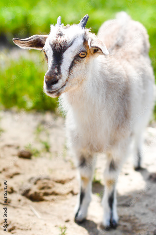Obraz premium Козленок в деревне