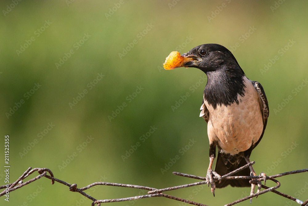 Rosy Starling (Sturnus roseus) sits on a wire with a piece of apricot in beak Rosy Starling (Sturnus roseus) sits on a wire with a piece of apricot in beak