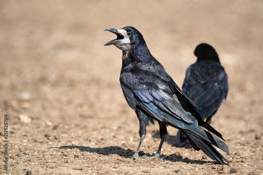 Rook (Corvus Frugilegus) stands on the ground with an open beak Rook (Corvus Frugilegus) stands on the ground with an open beak