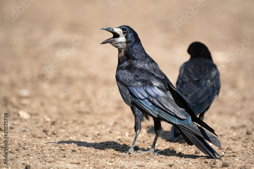 Rook (Corvus Frugilegus) stands on the ground with an open beak photo