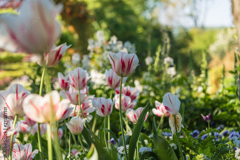Fototapeta premium Tulips in the Garden, Giverny, France