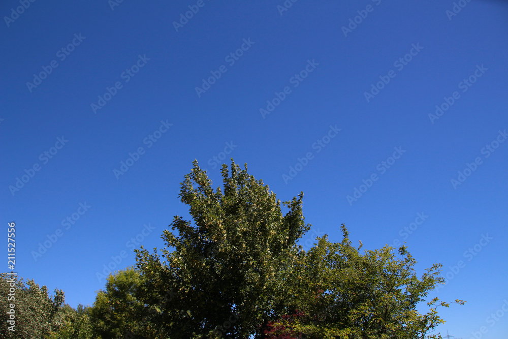 top of a green tree with blue sky top of a green tree with blue sky