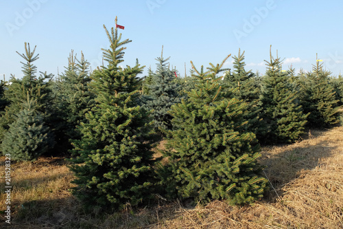 Weihnachtsbaum Plantage