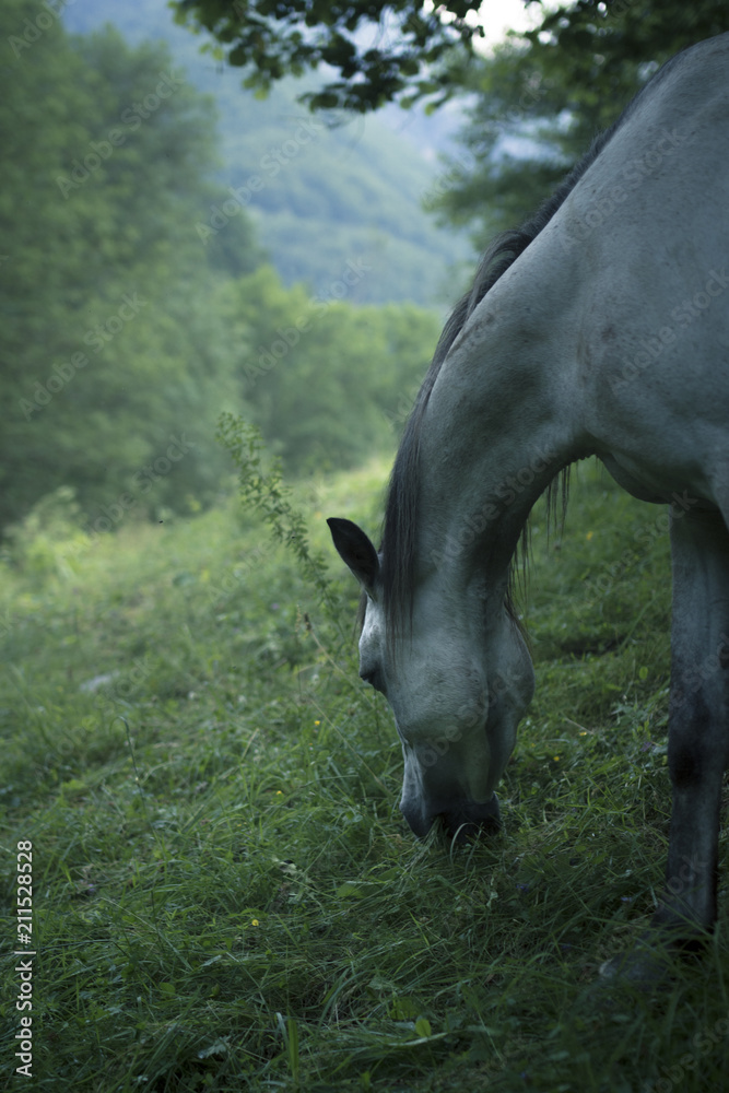 Fototapeta premium Pur sang arabe