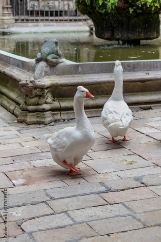 white geese walk on the stone slabs of the courtyard