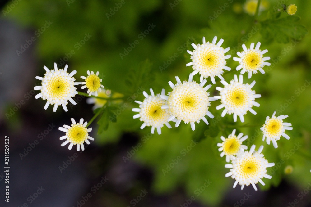 Fototapeta premium A small cluster of white flowers in the garden on a sunny glade. Flowers grow in small bouquets, but in large numbers in one place. A very beautiful addition to any garden.