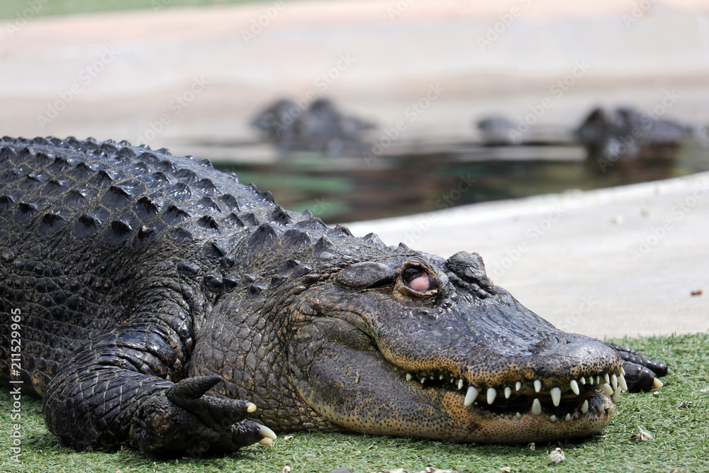 Fototapeta premium white eyes