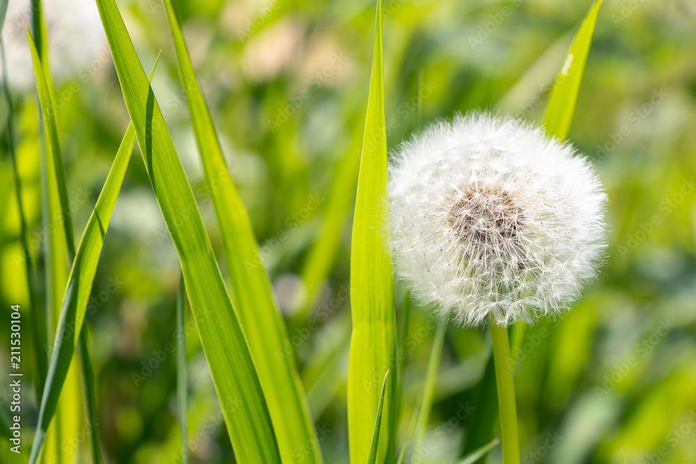 White fluffy dandelion in green grass White fluffy dandelion in green grass