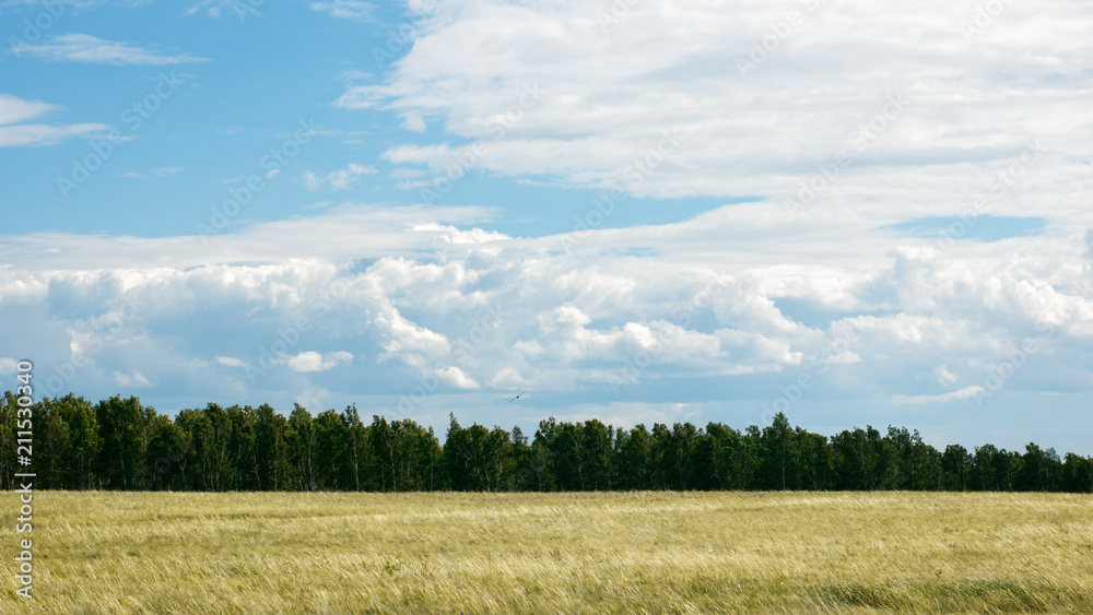 Serene landscape: boundless fields near the blue sky