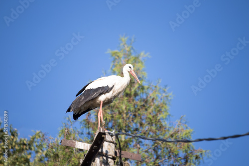 A beautiful white stork closeup standing on power pillar. In the background is deep blue sky.