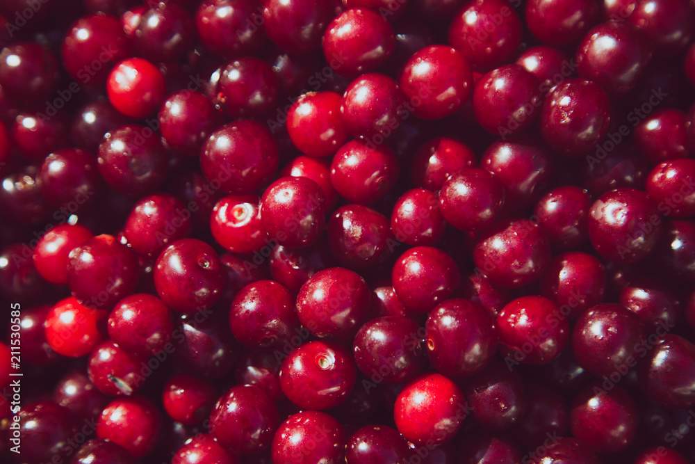 Dark red cherry closeup background. Summer cherry time. Organic food. Dark red cherry closeup background. Summer cherry time. Organic food.
