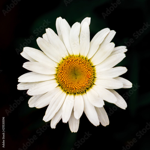 White chamomile on a black isolated background. Herbal plant_