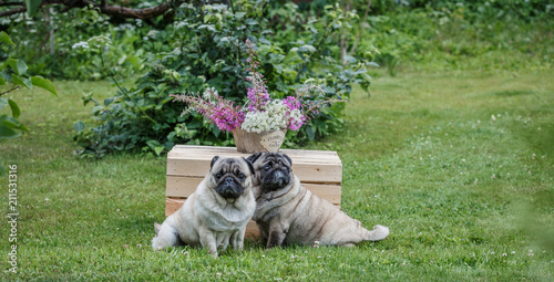 два мопса сидят в летнем саду на травке