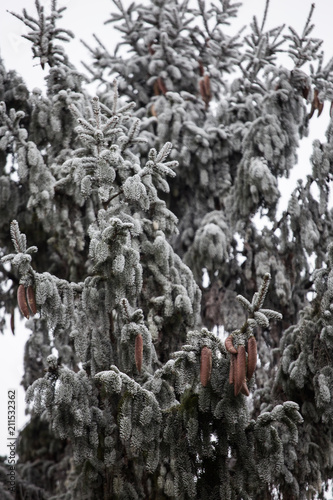 Frozen spruce branches and cones covered with snow . Cold winter in Latvia.
