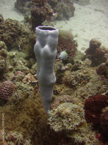 view of the coral, Hexactinellid sponges and fish in the Red Sea