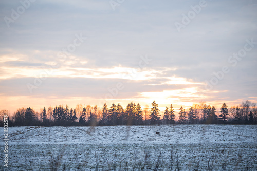 Spruce landscape in open fields in winter. Snowy lands and vanilla sky.