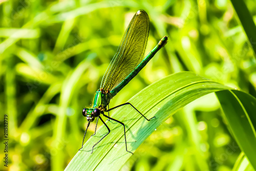 Close-up of female Metallic Green-Blue Damselfly on reeds